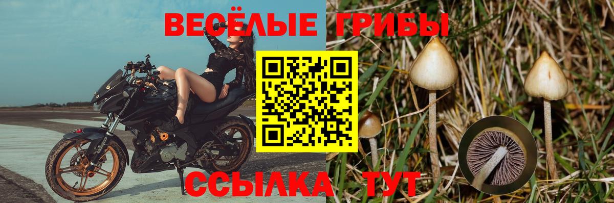 Псилоцибиновые грибы прущие грибы  Вход с VPN  как найти   Рязань 
